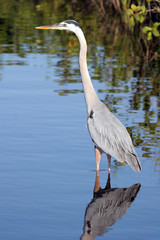 Great Blue Heron in a coastal Florida marsh