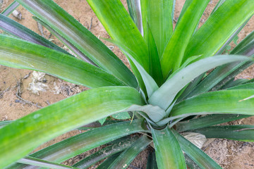 Obraz premium Young Pineapple Plants