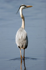 Great Blue Heron in a coastal Florida marsh