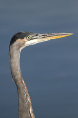 Great Blue Heron in closeup profile
