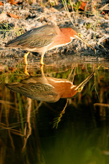 Green Heron has caught a fish in a Louisiana swamp, with full reflection