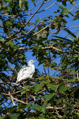 Immature Little Blue Heron in characteristic white coloration