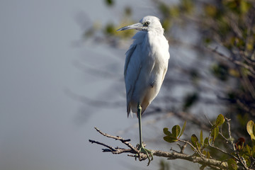 Immature Little Blue Heron in characteristic white coloration