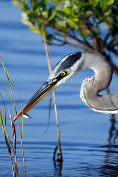 Great Blue Heron has caught a fish in a coastal swamp