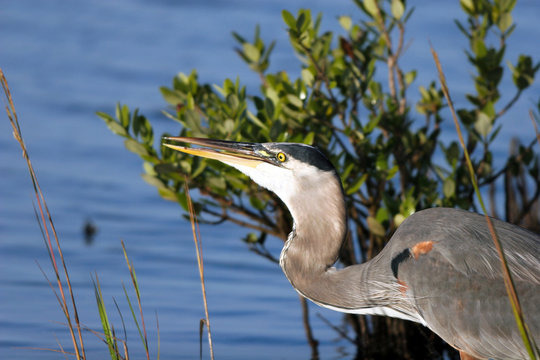 Great Blue Heron feeds in a Florida mangrove swamp