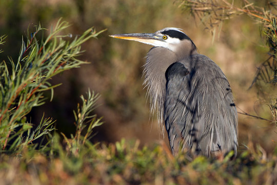 Great Blue Heron at Bosque del Apache National Wildlife Refuge