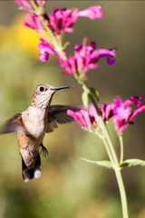 Fototapeta na wymiar Broad-tailed Hummingbird feeds on hummingbird mint