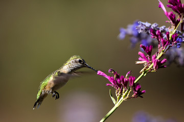 Fototapeta na wymiar Immature Broad-tailed Hummingbird in hummingbird mint