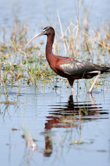 Glossy Ibis in a Florida wetland