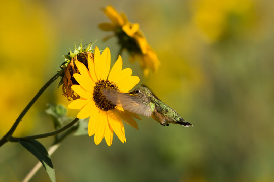 Immature Broad-tailed Hummingbird feeds in yellow sunflower
