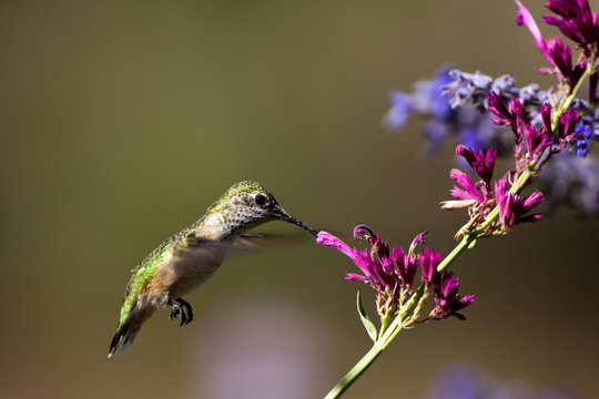 Immature Broad-tailed Hummingbird in hummingbird mint