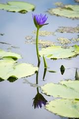 Lotus flower