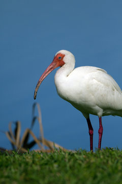 White Ibis poses for the camera on the Florida coast