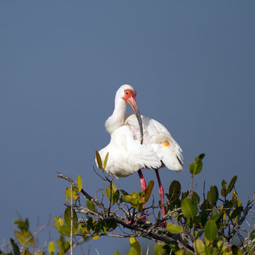 White Ibis preens in a mangrove on the Florida coast