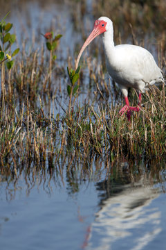 White Ibis in a marsh on the Florida coast