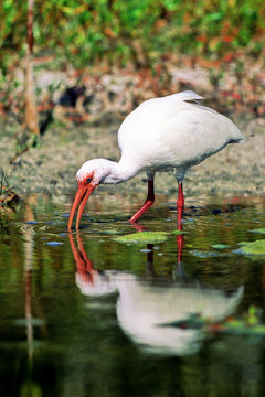 White Ibis with a perfect reflection in Everglades National Park in south Florida