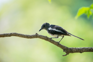 Fototapeta premium oriental magpie-robin