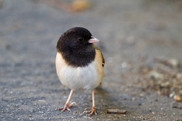 Dark-eyed Junco on a road in southern California