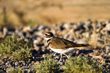 Killdeer on a gravel roadbed