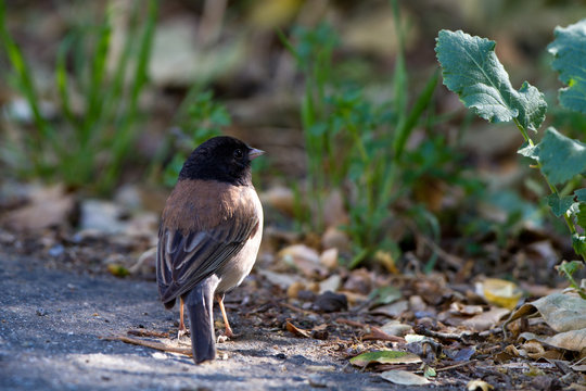 Dark-eyed Junco on a road in southern California