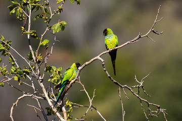 Black-hooded Parakeets in southern California