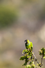 Black-hooded Parakeet in southern California