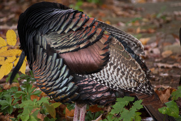 Iridescent wild turkey feathers on resting bird