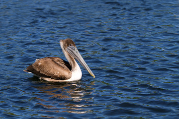 Brown Pelican on Florida's gulf coast