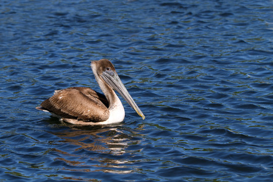 Brown Pelican on Florida's gulf coast