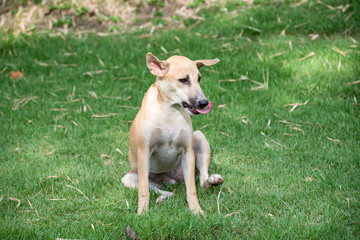 Obraz na płótnie Canvas dog on the green grass