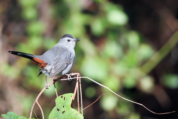 Gray Catbird on North Carolina's Outer Banks in autumn