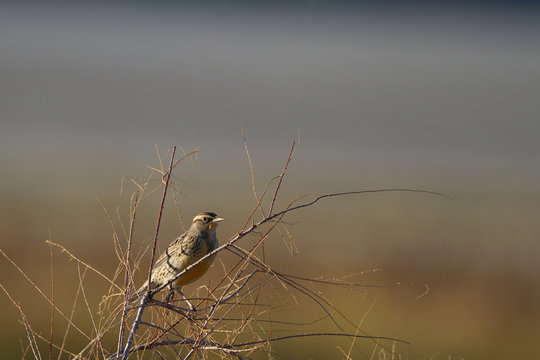 Meadowlark in a thicket at dawn in autumn in Antelope Island State Park in Utah