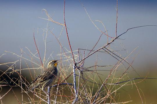 Meadowlark in a thicket at dawn in autumn in Antelope Island State Park in Utah