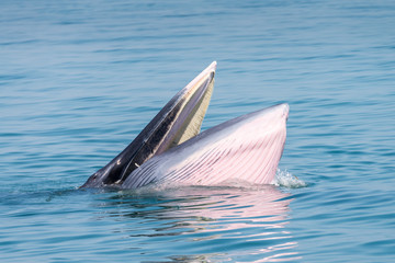 Bryde whale in gulf of thailand