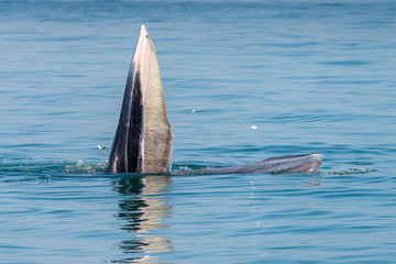 Naklejka premium Bryde whale in gulf of thailand