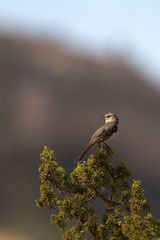 Northern Mockingbird at dawn in Palo Duro Canyon State Park in Texas