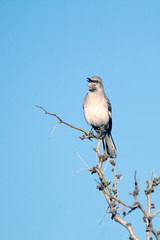Northern Mockingbird sings against a blue sky in New Mexico