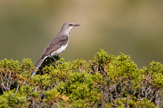 Northern Mockingbird in Guadalupe Mountains National Park in Texas