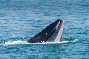Obraz premium Bryde whale in gulf of thailand