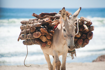 Packesel trägt Holz am Strand