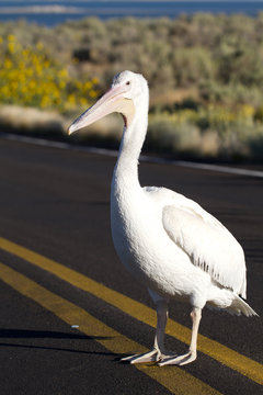 White Pelican in the middle of a road in Antelope Island State Park in Utah