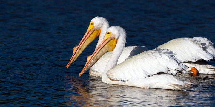 White Pelicans at dawn in Ding Darling National Wildlife Refuge in Florida
