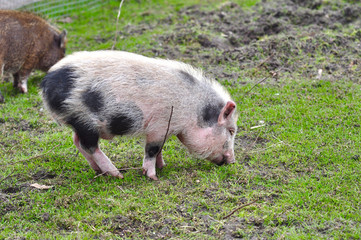 Young farm pig is eating on green grass