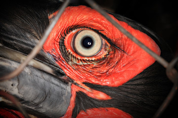 Eye of a ground hornbill.  Ground Hornbill in captivity.  Animals in captivity © Therina Groenewald