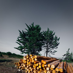 Logging
