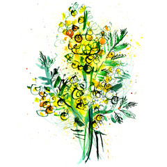 bouquet of mimosa on a white background/ watercolor painting