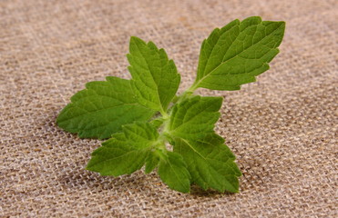Fresh healthy lemon balm on jute canvas, herbalism
