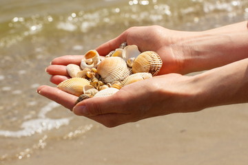 Seashells in hand of woman at the beach