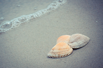 Fototapeta na wymiar Vintage photo, Seashells at the beach by the sea