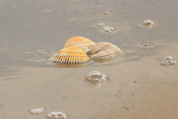 Seashells at the beach by the sea